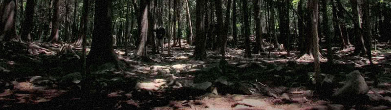 Image of forest